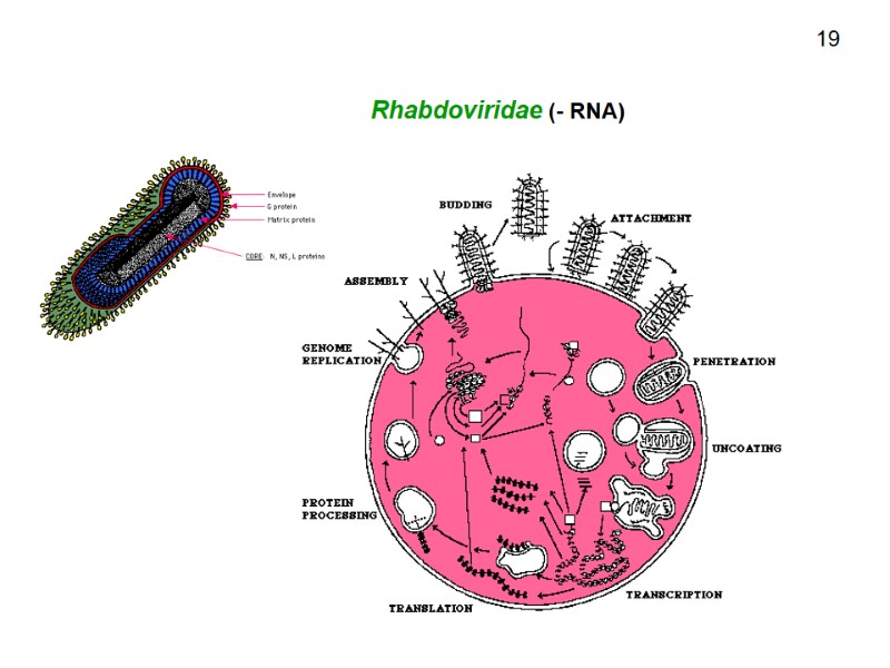 Rhabdoviridae (- RNA) 19